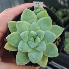 2025年最新】ケッセルリンギアナの人気アイテム - メルカリ