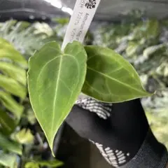 2026年最新】アンスリウムの人気アイテム - メルカリ