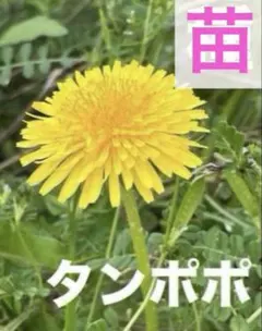 2026年最新】たんぽぽの人気アイテム - メルカリ