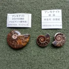 アンモナイト 化石 2個セット 北海道産 コレクター放出品 紀元前 白