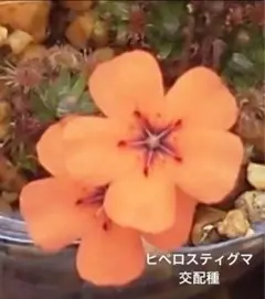 ムーニーマン　※ プロフご必読下さい様 リクエスト 2点 まとめ商品