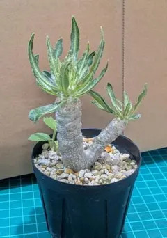 2025年最新】イノピナツムの人気アイテム - メルカリ