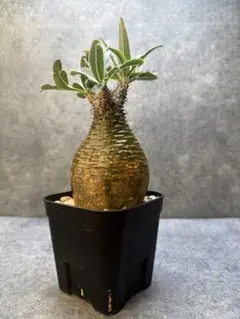 2025年最新】グラキリス 現地球の人気アイテム - メルカリ