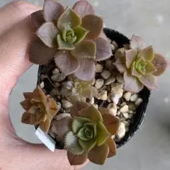 ミニマナ様２点セット