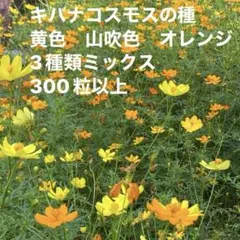 キバナコスモスの種 3種類ミックス 300粒以上