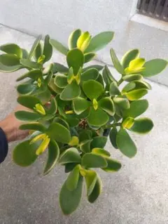 2025年最新】パキラ 斑入りの人気アイテム - メルカリ