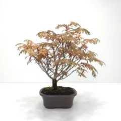 2026年最新】椹盆栽の人気アイテム - メルカリ