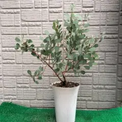 ユーカリ ポポラス スクエア型テラコッタ鉢植え 苗 シンボルツリー