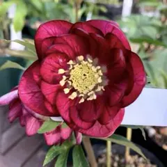 キラメキ☆ディープレッド☆クリスマスローズ種子※開花株、苗では