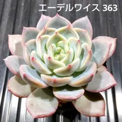 エーデルワイス 363 エケベリア 多肉植物 抜き苗