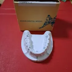 NISSIN DENTAL MODEL 可動式上下顎模型 NISSIN DENTAL MODEL 可動式上下顎模型