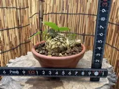 万年青 楼蘭(青) 羅紗系 芋吹き おもと - メルカリ