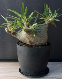 2025年最新】パキポディウム グラキリス 現地球の人気アイテム