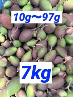 摘果マンゴー 7kg - メルカリ