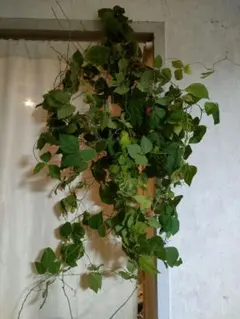 【珍品！】トキリマメ（タンキリマメ）の実付き蔓一式乾燥済