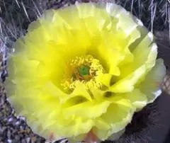 輸入苗 opuntia grandiskk 1985 オプンチア サボテン 多肉 - メルカリ