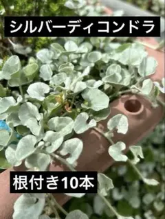 kurageさま専用 シルバーディコンドラ 抜き苗 根付き　20本