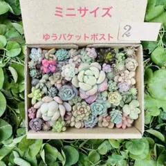 2026年最新】多肉 苗 セットの人気アイテム - メルカリ