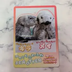 鳥羽水族館 TOBA AQUARIUM ラッコ コレクションカード vol.2 - メルカリ