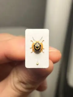 【25mm】ブロンズカミキリ標本　タマムシスハンダエプラチナコガネコブハムシ 25mm】ブロンズカミキリ標本 タマムシスハンダエプラチナコガネ