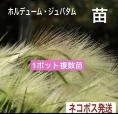 宿根草　ホルデューム・ジュバタム　グラス　1ポット複数苗　ネコポス発送　⑦のサムネイル
