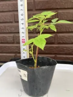 369 バラ苗 バラ挿し木苗 ディ - メルカリ