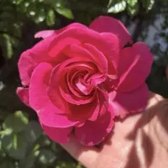 ミニバラ♡ロスアロマ♡3号♡ポットごと宅急便コンパクト - メルカリ
