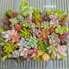 多肉植物カット苗(訳あり)宅急便コンパクト発送！ - メルカリ