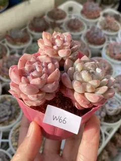 2026年最新】韓国苗の人気アイテム - メルカリ