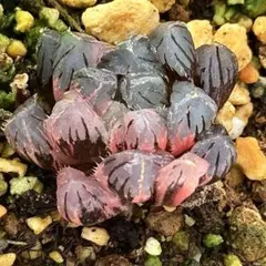 は*く様 OB-1オブツーサ錦　超美株　ハオルチア　観葉植物　オークション　40