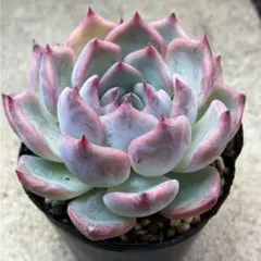 キャラリアン 多肉植物 抜き苗 - メルカリ