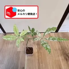 ☀【仏手柑斑入り接ぎ木苗】 整理特価販売　接ぎ木4生苗です。 ☀【仏手柑斑入り接ぎ木苗】 整理特価販売 接ぎ木4生苗です。 - メルカリ