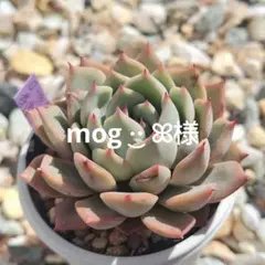 mog ·͜· ꕤ︎︎様 リクエスト 3点 まとめ商品