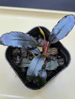 陰性水草の王様的存在 ブセファランドラMurung raya LA0515-04 - メルカリ