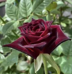 Mya様 リクエスト 2点 まとめ商品