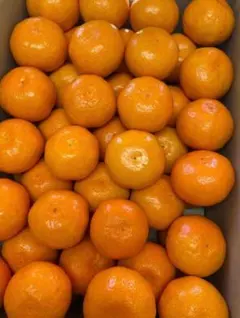高知県産山北みかん、即購入OKのサムネイル