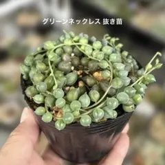 多肉植物 グリーンネックレス 抜き苗