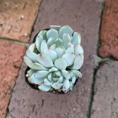 クロロ様 リクエスト 3点 まとめ商品