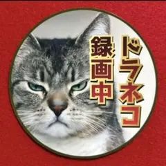 ドラネコ録画中　パロディ　ステッカー　防犯　デコトラ　レトロ　旧車会