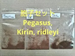 胞子セット② Pegasus, Kirin, ridleyi ビカクシダのサムネイル
