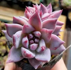 Y*i様 新入荷 新品種 フリル・スカート 発色良株 エケベリア 多肉植物