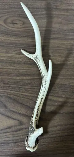鹿の角 京都ニホンジカ 51、59cm - メルカリ