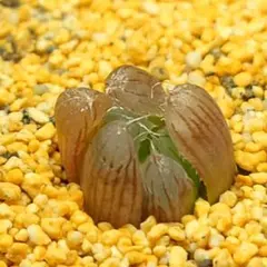 多肉植物　ハオルチア 大型美窓ピリフェラ　1830