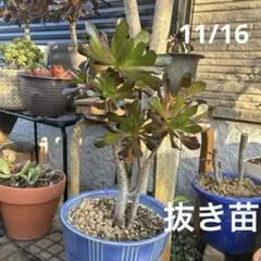 keroppi79726様 リクエスト 2点 まとめ商品