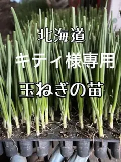 ^ ^キティ様専用 北海道産 玉ねぎの苗 30本