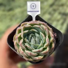 Top【選抜株】多肉植物 363926ムーン ベール 80個 鉢無し/脱土 - メルカリ