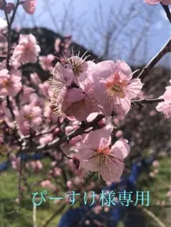 ぴーすけ様専用