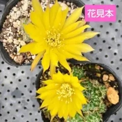 花サボテン♥ロビビア♥マイラナ♥群生♥抜き苗(根あり)♥花芽沢山のサムネイル