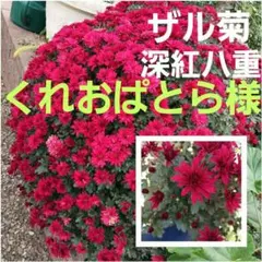 くれおぱとら❤様 リクエスト 2点 まとめ商品