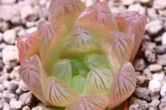 k*u様 多肉植物　ハオルチア　花火　289のサムネイル